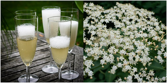 ELDERFLOWER CHAMPAGNE